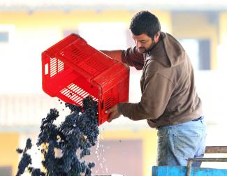 Cantina Rocca Giovanni